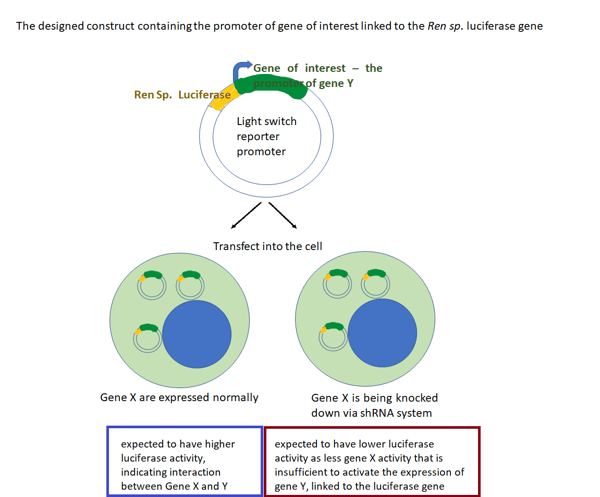 luciferase-1